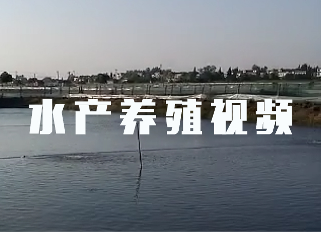 【視頻】羅茨鼓風(fēng)機水產(chǎn)養(yǎng)殖用 現(xiàn)場實拍